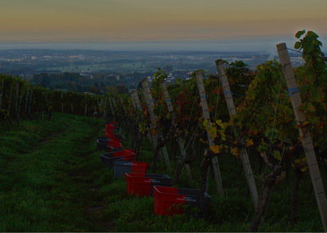 Mehr erfahren: Ein Jahr im Weinberg