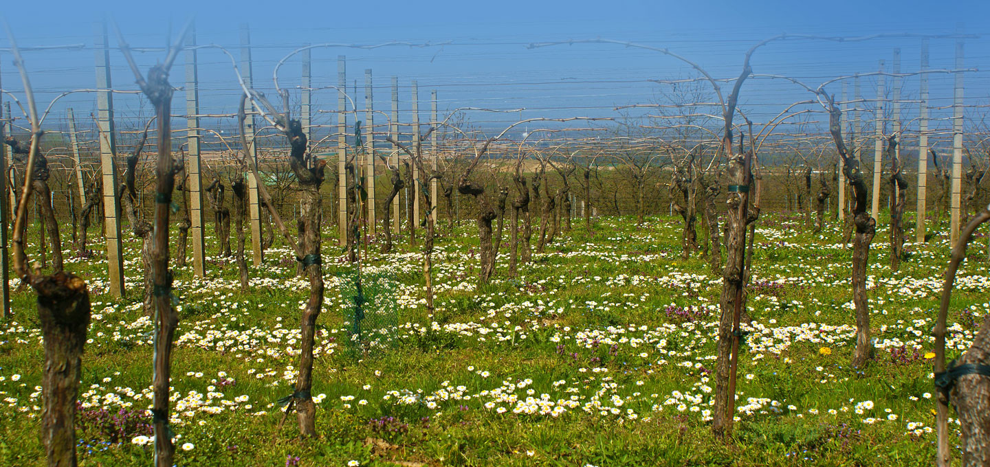 Ein Jahr im Weinberg